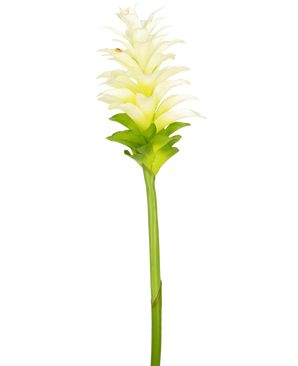 De Kunstbloem Turmeric 80 cm is een enkele kunstmatige geel-witte kurkuma bloem met gelaagde bloemblaadjes en een lange groene steel, geïsoleerd op een effen witte achtergrond.