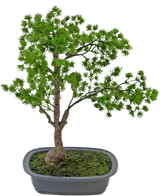 La plante artificielle Bonsaï Genévrier 40 cm a un tronc élancé et des feuilles vertes luxuriantes et est placée dans un pot gris rectangulaire peu profond avec de la mousse. Le fond est blanc uni.