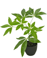 Le Pachira Artificiel 30 cm est un arbre à argent artificiel en pot avec plusieurs troncs et feuilles vert brillant dans un pot noir, sur un fond blanc uni.