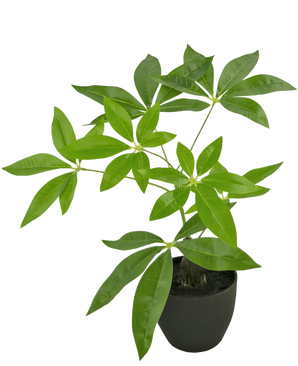 Le Pachira Artificiel 30 cm est un arbre à argent artificiel en pot avec plusieurs troncs et feuilles vert brillant dans un pot noir, sur un fond blanc uni.