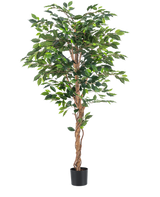La plante artificielle Ficus Green 180 cm a des feuilles vertes luxuriantes et une tige brune torsadée dans un simple pot noir, sur un fond blanc - idéale à combiner avec des pots décoratifs élégants.