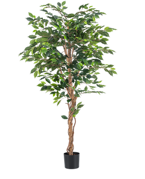 La plante artificielle Ficus Green 180 cm a des feuilles vertes luxuriantes et une tige brune torsadée dans un simple pot noir, sur un fond blanc - idéale à combiner avec des pots décoratifs élégants.
