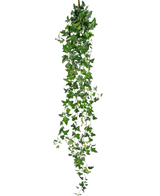 La plante artificielle suspendue Lierre Boston 180 cm vert possède de longues tiges vertes pendantes avec des feuilles pointues qui tombent sur un fond blanc uni.