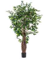 La plante artificielle Ficus Tropical Liana 180 cm a des feuilles vertes denses et de multiples tiges brunes entrelacées dans un petit pot noir, ce qui en fait un accent saisissant pour n'importe quelle pièce sur un fond blanc uni.