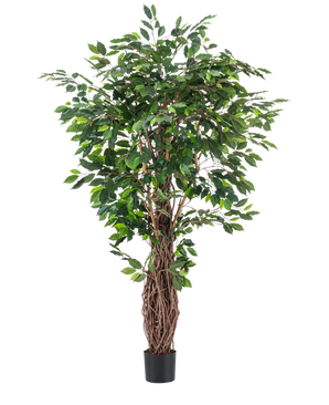 La plante artificielle Ficus Tropical Liana 180 cm a des feuilles vertes denses et de multiples tiges brunes entrelacées dans un petit pot noir, ce qui en fait un accent saisissant pour n'importe quelle pièce sur un fond blanc uni.