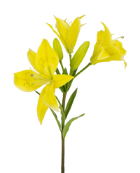 Fleur artificielle Lys asiatique 66 cm jaune