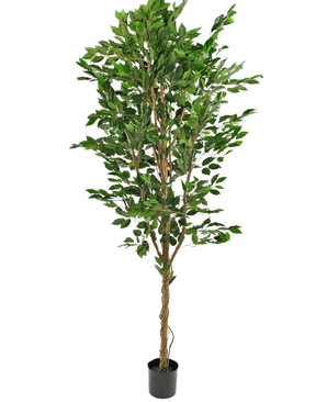 La Plante Artificielle Ficus Vert 240 cm est un grand arbre artificiel avec de multiples troncs tressés et des feuilles vertes luxuriantes, dans un pot noir compact sur un fond blanc uni.