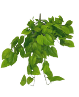 L'arbuste Pothos artificiel Deluxe 90 cm a des feuilles vertes vibrantes en forme de cœur sur des tiges minces, sur un fond blanc uni.