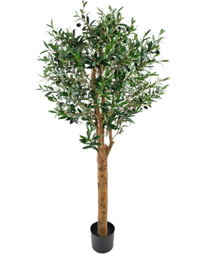 L'Olivier artificiel UV 155 cm est une plante artificielle en pot Easyplants au tronc haut marron, aux feuilles vertes denses et aux petites olives noires, élégantes sur un fond blanc uni.