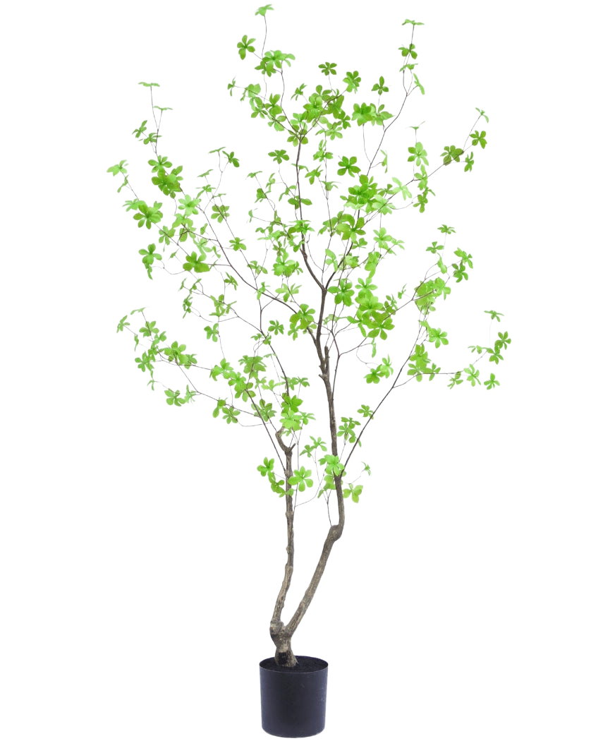 La plante artificielle Enkianthus 180 cm est une plante en pot haute et élancée avec de fines branches et des feuilles vert vif sur un fond blanc uni.