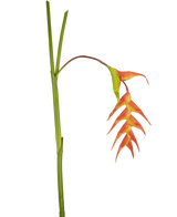 Une seule fleur artificielle Heliconia de 120 cm rouge avec des bractées rouges frappantes et une tige verte, isolée sur fond blanc.