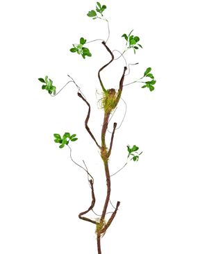 La branche artificielle Enkianthus 100 cm verte, une vigne artificielle élancée avec de petites feuilles vertes et des accents de mousse, se dresse sur un fond blanc uni.