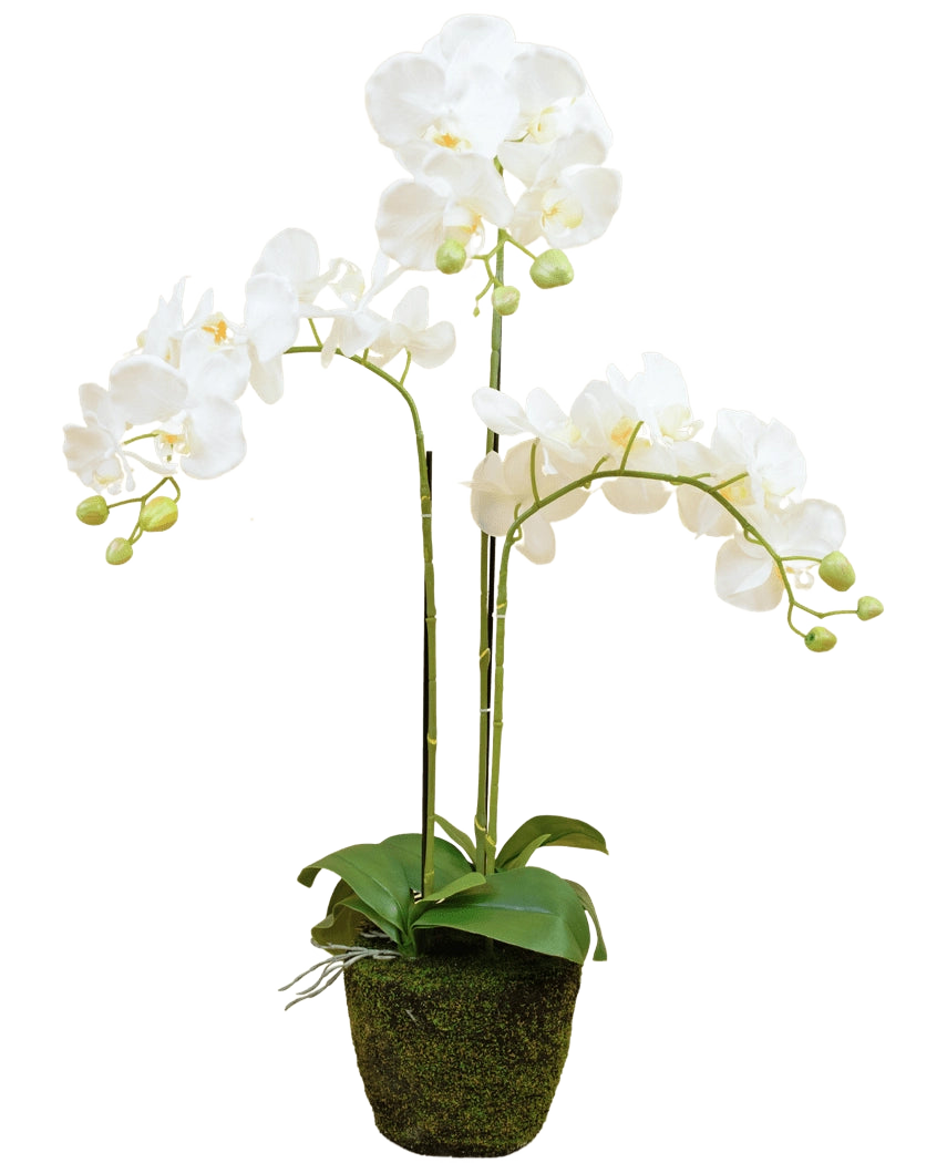L'orchidée artificielle 58 cm blanche a trois tiges en surplomb avec des fleurs blanches, des feuilles vertes et quelques bourgeons non ouverts dans un pot recouvert de mousse sur un fond uni.