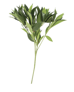 La Feuille de Laurier Artificielle 50 cm verte a de multiples tiges aux feuilles pointues, magnifiquement détaillées et artistiques, présentées isolément sur un fond blanc uni.