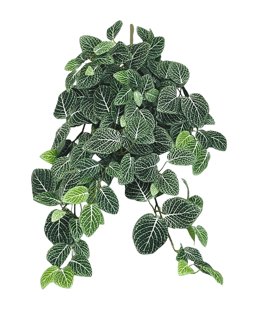 La plante artificielle suspendue Fittonia Vert-blanc 70 cm possède des feuilles luxuriantes et pendantes vert foncé avec des veines blanches frappantes, qui pendent élégamment à plusieurs tiges.