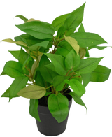La plante artificielle "House Wanderer" en pot de 25 cm présente des feuilles vertes vibrantes dans un simple pot noir, sur un fond blanc uni.