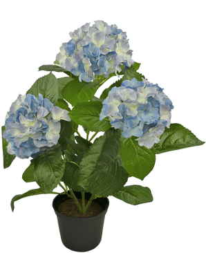 De Kunstplant Hortensia Blauw UV 35 cm heeft drie grote trossen lichtblauwe en witte bloemen met weelderige groene bladeren, gerangschikt in een pot tegen een effen witte achtergrond.