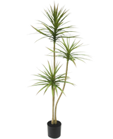 La Plante Artificielle Dracaena Fragnans 150 cm est une grande plante artificielle en pot avec trois tiges fines avec des feuilles vertes vaporeuses sur un fond blanc uni.