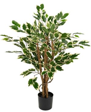 Plante artificielle Ficus Vert/blanc de 90 cm avec des tiges brunes et des feuilles vertes aux bords blancs, présentée sur un fond blanc uni.