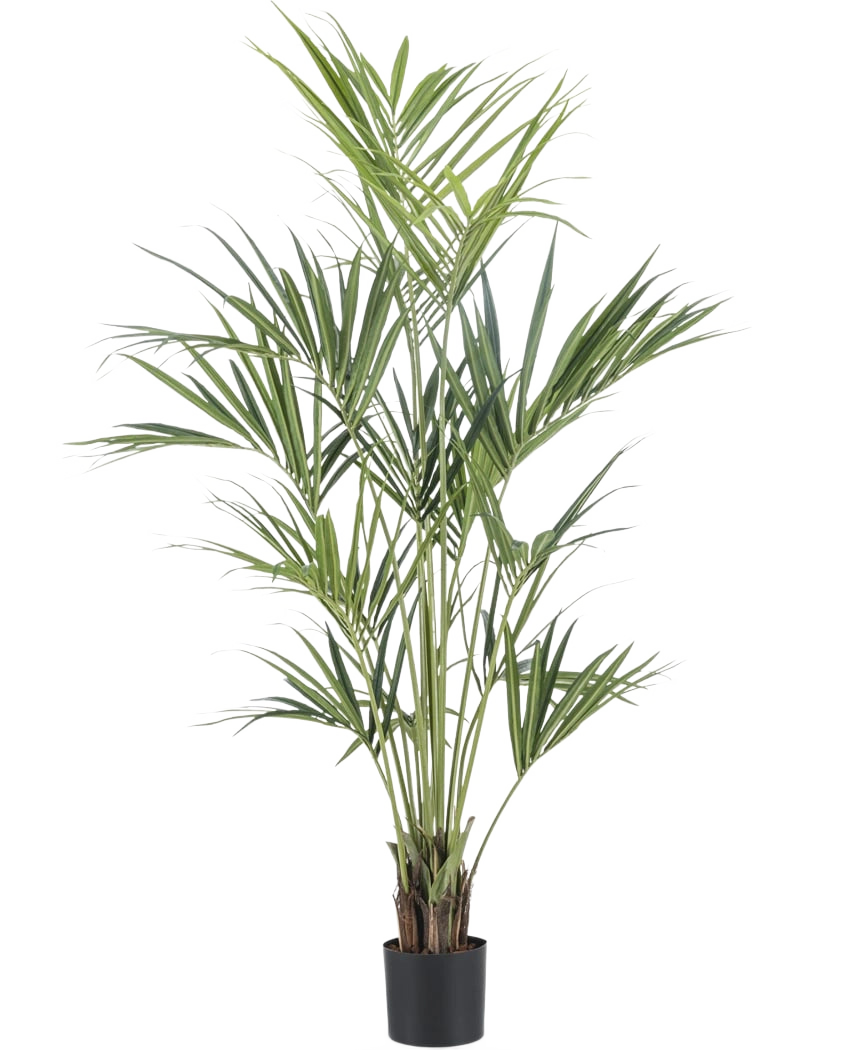 La plante artificielle Kentia Palm 180 cm possède de longues feuilles vertes fines et plusieurs tiges fines dans un pot noir, sur un fond blanc uni.