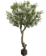 L'olivier artificiel sans olives 270 cm a un tronc épais et rotatif et des feuilles vertes luxuriantes dans un pot. Facile à entretenir et parfait pour n’importe quel intérieur, représenté sur un fond blanc uni.