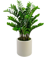La plante artificielle Zamioculcas prête à l'emploi, de 120 cm de haut avec des feuilles vertes brillantes, se tient debout dans un simple pot beige sur un fond blanc uni.