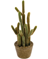 Le cactus artificiel Cereus 35 cm a plusieurs longues tiges duveteuses vertes et brunes qui poussent vers le haut dans différentes directions, dans un pot rond avec texture et pierres décoratives.