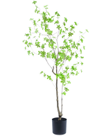 La plante artificielle Enkianthus 150 cm est une plante en pot haute avec de fines branches et de petites feuilles vert vif sur un fond blanc uni.