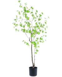 Plante artificielle Enkianthus 150 cm