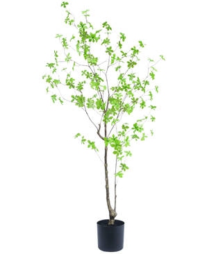 La plante artificielle Enkianthus 150 cm est une plante en pot haute avec de fines branches et de petites feuilles vert vif sur un fond blanc uni.