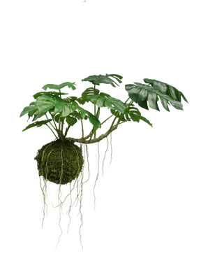 La plante artificielle suspendue Monstera Deluxe 60 cm possède de grandes feuilles vertes et de longues racines suspendues à une boule de mousse, qui crée une ambiance tropicale sur un fond blanc.