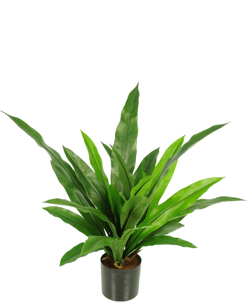 La Plante Artificielle Bird's Deluxe 60 cm est une plante d'intérieur verte en pot avec des feuilles longues, étroites et pointues dans un pot noir sur un fond blanc uni.