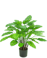 La Plante Artificielle Calathea Makoyana UV 75 cm rouge est une plante artificielle en pot avec de nombreuses feuilles larges et vibrantes avec des rayures vert clair, rapprochées sur plusieurs tiges dans un petit pot noir sur fond blanc.