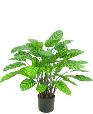 La Plante Artificielle Calathea Makoyana UV 75 cm rouge est une plante artificielle en pot avec de nombreuses feuilles larges et vibrantes avec des rayures vert clair, rapprochées sur plusieurs tiges dans un petit pot noir sur fond blanc.