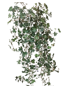 Le Lierre Artificiel Deluxe Riche Vert-Blanc 90 cm a des feuilles lobées vertes et blanches luxuriantes sur des tiges traînantes, qui se détachent magnifiquement sur un fond blanc uni.