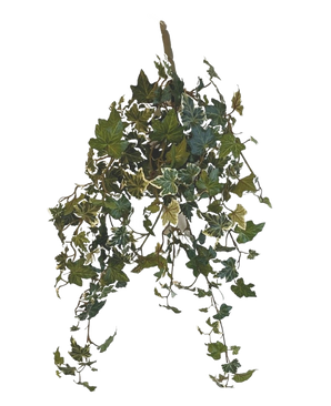 Le Lierre Artificiel Deluxe Vert-blanc 60 cm est une plante de lierre artificiel suspendu avec des feuilles panachées vertes et blanches en cascade, sur un fond blanc uni.