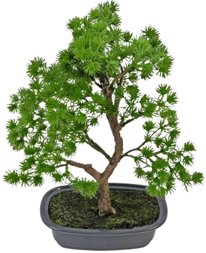 La plante artificielle Bonsaï Genévrier 30 cm a des feuilles denses vert vif et un tronc torsadé, dans un pot gris peu profond avec de la terre sombre, sur un fond blanc uni.
