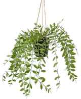 La plante artificielle suspendue Pumila en pot de 30 cm présente des vrilles vertes avec des feuilles ovales, suspendues à trois ficelles sur un fond blanc uni.