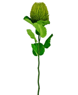 La fleur artificielle Banksia 59 cm verte est une fleur simple en soie verte avec une fleur ronde et moelleuse et des feuilles dentelées sur une longue tige - idéale pour toute décoration florale artificielle et magnifique sur un fond blanc uni.