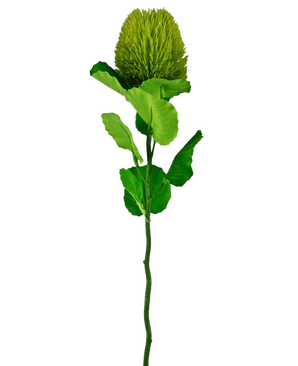 La fleur artificielle Banksia 59 cm verte est une fleur simple en soie verte avec une fleur ronde et moelleuse et des feuilles dentelées sur une longue tige - idéale pour toute décoration florale artificielle et magnifique sur un fond blanc uni.