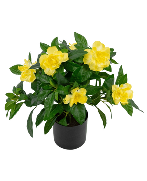 La plante artificielle Gardenia UV 39 cm est une plante artificielle d'un vert luxuriant avec de grandes fleurs jaune vif et des feuilles brillantes dans un pot noir, sur un fond blanc uni.