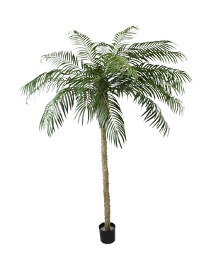Le Palmier Artificiel Phoenix De Luxe 250 cm possède un tronc structuré et de longues feuilles vertes courbées dans un petit pot noir, sur un fond blanc uni.
