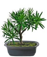 La plante artificielle Bonsai Podocarpus 20 cm a des feuilles vertes denses et un tronc élancé dans un pot noir ovale peu profond avec de la terre de mousse, sur un fond blanc.