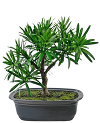 Plante artificielle Bonsai Podocarpus 20 cm
