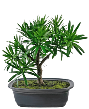 La plante artificielle Bonsai Podocarpus 20 cm a des feuilles vertes denses et un tronc élancé dans un pot noir ovale peu profond avec de la terre de mousse, sur un fond blanc.