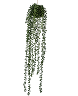 La plante artificielle suspendue Senecio Ball 71 cm possède de longues vrilles vertes sinueuses qui émergent d'une grappe ronde au sommet, parfaites pour ajouter de la verdure sur un fond blanc uni.