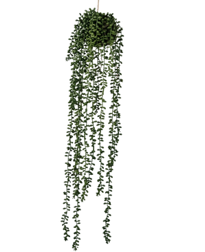 La plante artificielle suspendue Senecio Ball 71 cm possède de longues vrilles vertes sinueuses qui émergent d'une grappe ronde au sommet, parfaites pour ajouter de la verdure sur un fond blanc uni.