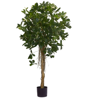 La Plante Artificielle Schefflera petites feuilles 150 cm possède un tronc haut torsadé et des touffes denses de feuilles vert foncé sur un fond uni blanc. Idéal pour ajouter une touche de fraîcheur à votre intérieur ou pour exposer dans des pots décoratifs élégants.