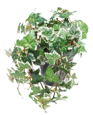 Le Lierre Artificiel Deluxe vert-blanc en pot 22 cm UV est composé de lierre anglais panaché de vert et de blanc qui tombe en cascade sur un pot gris sur fond blanc.
