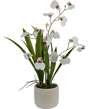 L'Oncidium artificiel Real Touch 48 cm blanc présente des orchidées blanches réalistes avec des feuilles vertes, joliment disposées dans un pot en céramique simple, rond et de couleur claire.